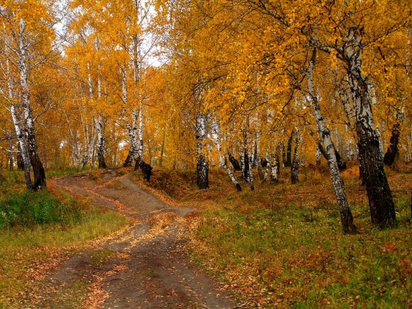 Золото осени